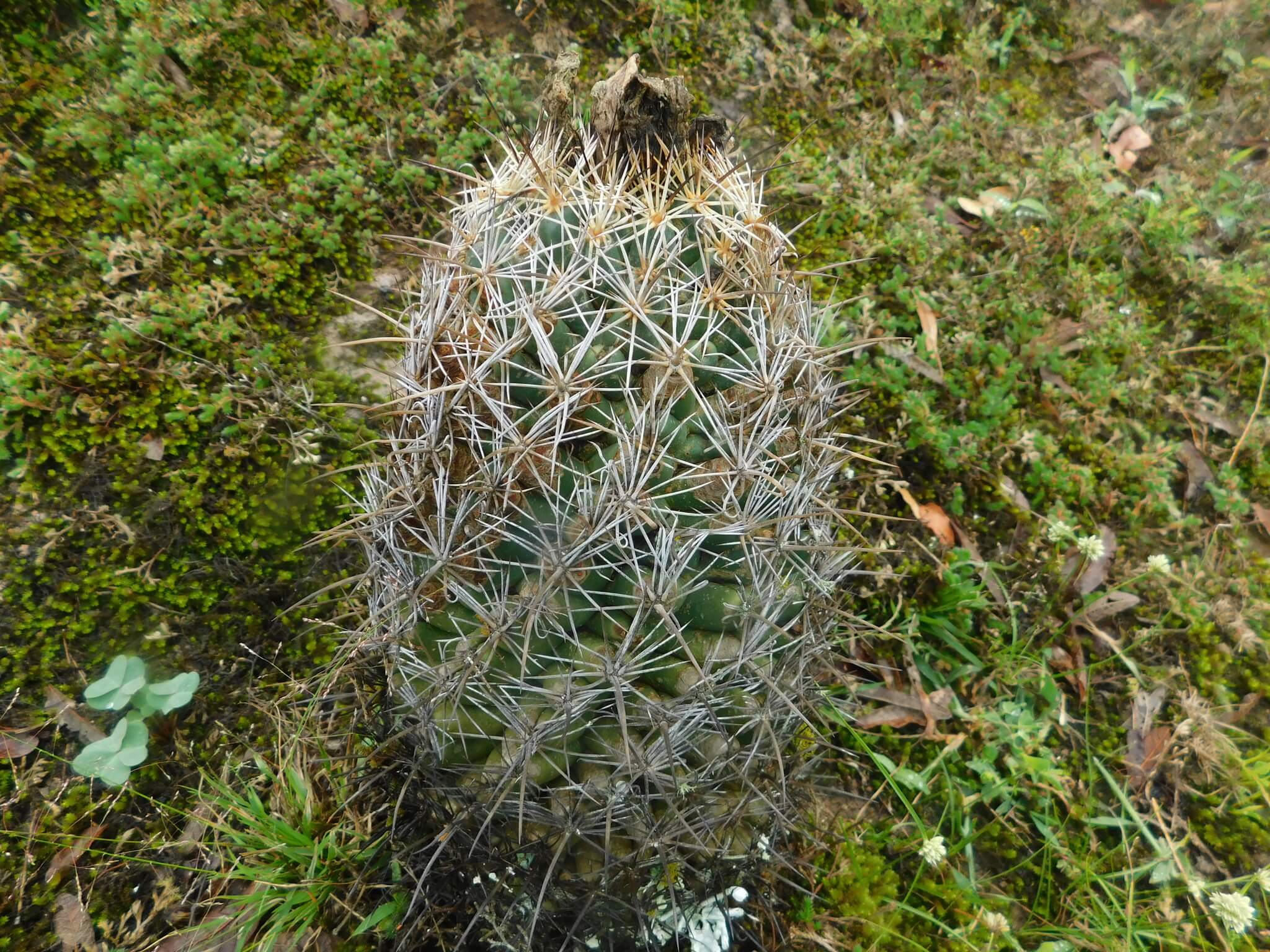 Coryphantha palmerii